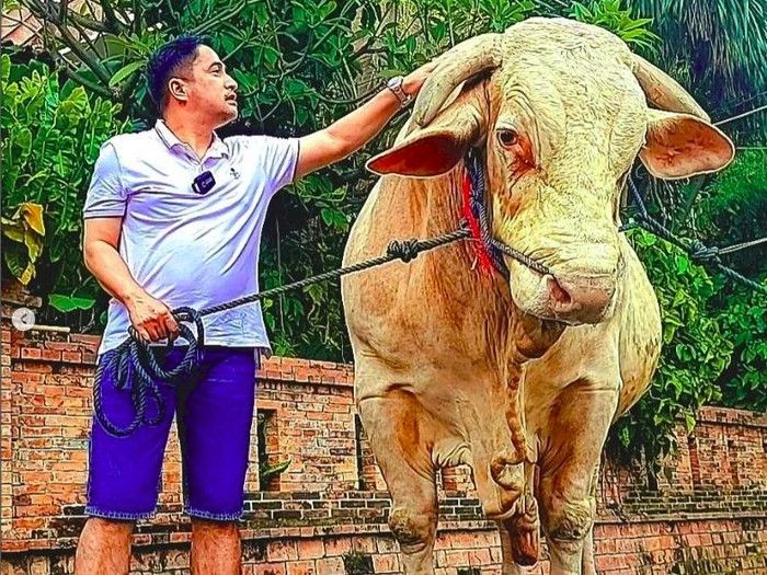 Irfan Hakim Kurban Sapi Terberat di Indonesia untuk Idul Adha Tahun Ini