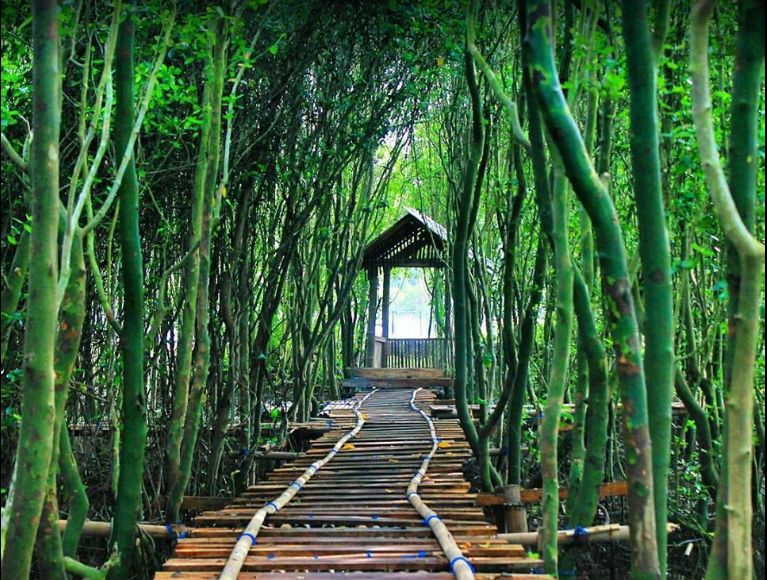 Eksplor Keajaiban Hutan Bak...