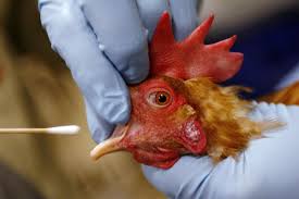 Flu Burung Makin Ganas? Yuk...