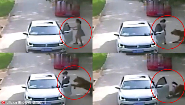 Wanita Diterkam Harimau di Taman Satwa, Satu Orang Tewas!