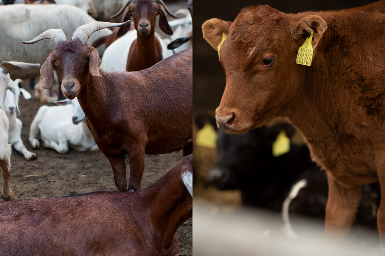 Satu Ekor Kambing Atau Patungan Sapi, Mana Kurban Terbaik untuk Idul Adha?