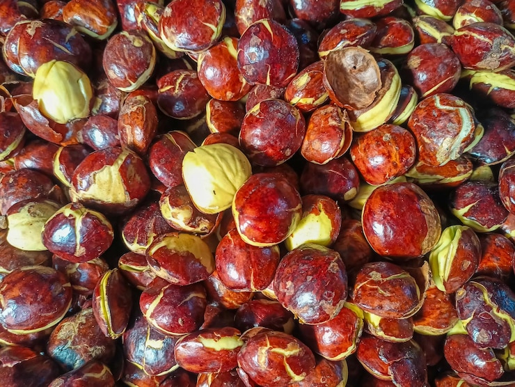 Pesta Jengkol Berujung Mala...