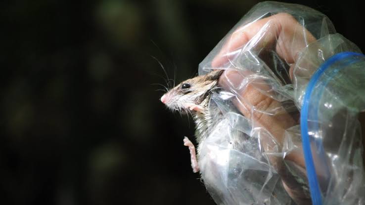 Kasus Hantavirus di Indones...
