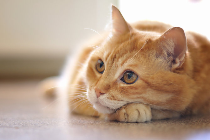 Mengenal Oyen, Kucing Transgender yang Terpaksa Dibetinakan Karena Hal Ini
