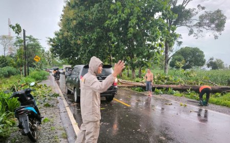 Pohon Tumbang di Sukadana, Arus Lalu Lintas Sempat Terhambat