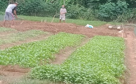 Sejengkal Tanah, Jutaan Rupiah: Petani Sidodadi Buktikan!