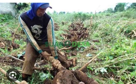Nasib Buruh Pencabut Singkong: Antara Demo dan Sengsara Petani