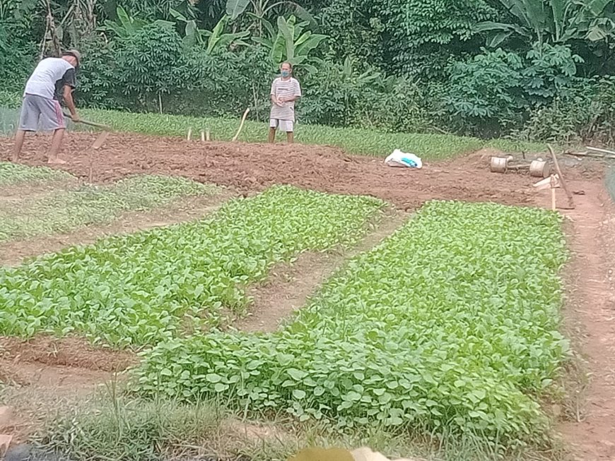 Sejengkal Tanah, Jutaan Rupiah: Petani Sidodadi Buktikan!