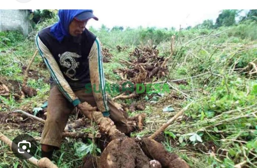 Nasib Buruh Pencabut Singkong: Antara Demo dan Sengsara Petani