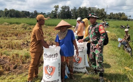 Harga Gabah Naik, Petani Lampung Timur Tersenyum Lebar!