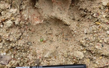 Jejak Harimau Sumatera Gegerkan Warga Lampung Timur