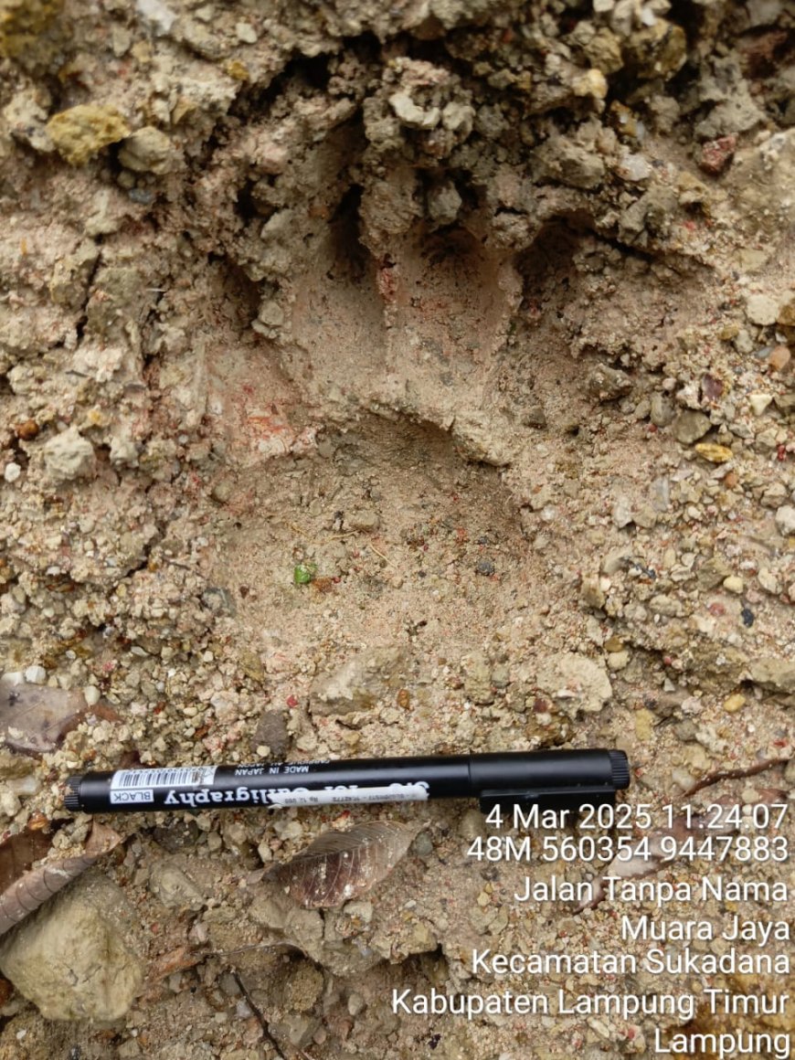 Jejak Harimau Sumatera Gegerkan Warga Lampung Timur