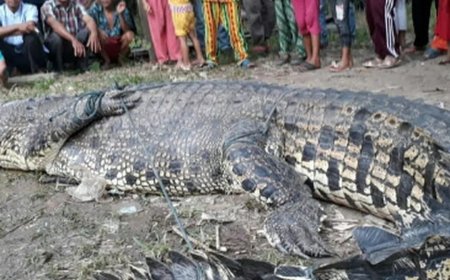 Detik-detik Menegangkan: Penangkapan Buaya Jumbo di Lampung Timur