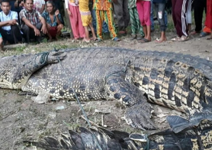 Detik-detik Menegangkan: Penangkapan Buaya Jumbo di Lampung Timur
