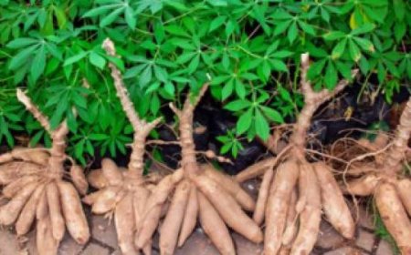 Krisis Singkong di Lampung: 27 Pabrik Tutup Akibat Harga Baru