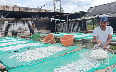 Musim Timuran ,Perajin Ikan Teri Karya Jaya Labuhan Maringgai Tetap Produksi