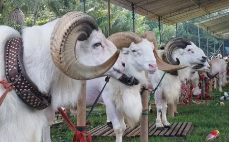 Menjelang Idul Adha, Bolehkah Berkurban Jika Belum Melakukan Aqiqah? Ini Penjelasan Lengkap dari Ulama