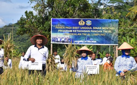 Dukung Ketahanan Pangan, Lanal Lampung Panen Raya