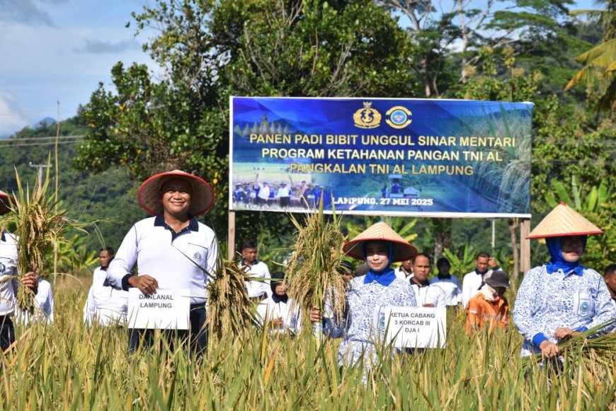 Dukung Ketahanan Pangan, Lanal Lampung Panen Raya