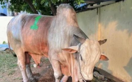 Gubernur DKI Jakarta Pramono Anung Sumbang Sapi 1,1 Ton untuk Kurban di Tambora, Jakarta Barat