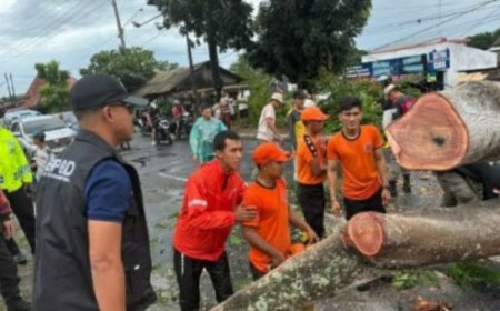 Hujan dan Angin Kencang Melanda Bandar Lampung, Pohon Tumbang dan Tenda Hajatan Nyaris Terbang