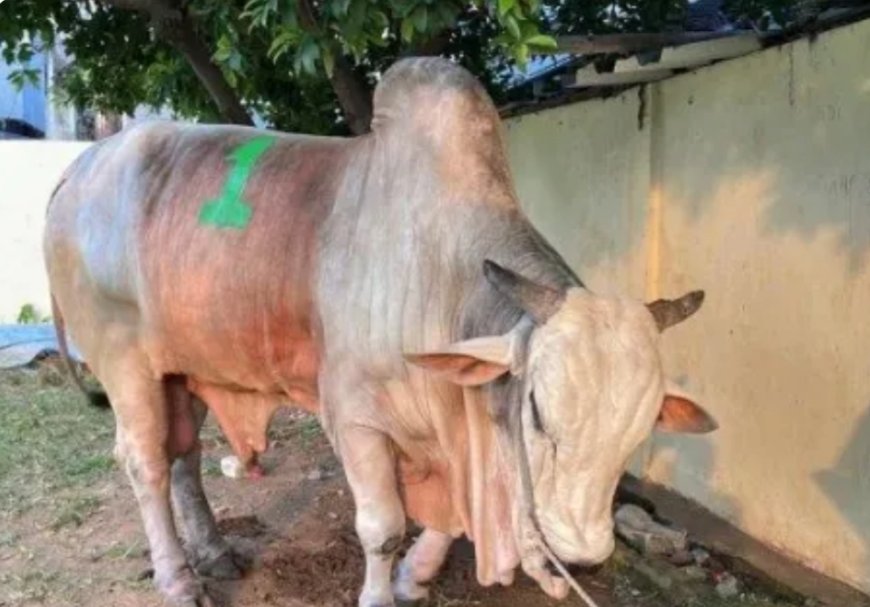 Gubernur DKI Jakarta Pramono Anung Sumbang Sapi 1,1 Ton untuk Kurban di Tambora, Jakarta Barat
