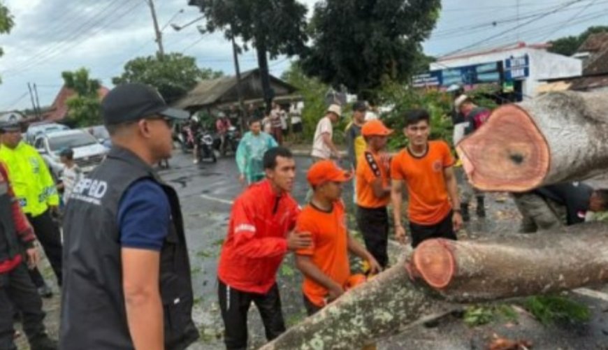 Hujan dan Angin Kencang Melanda Bandar Lampung, Pohon Tumbang dan Tenda Hajatan Nyaris Terbang