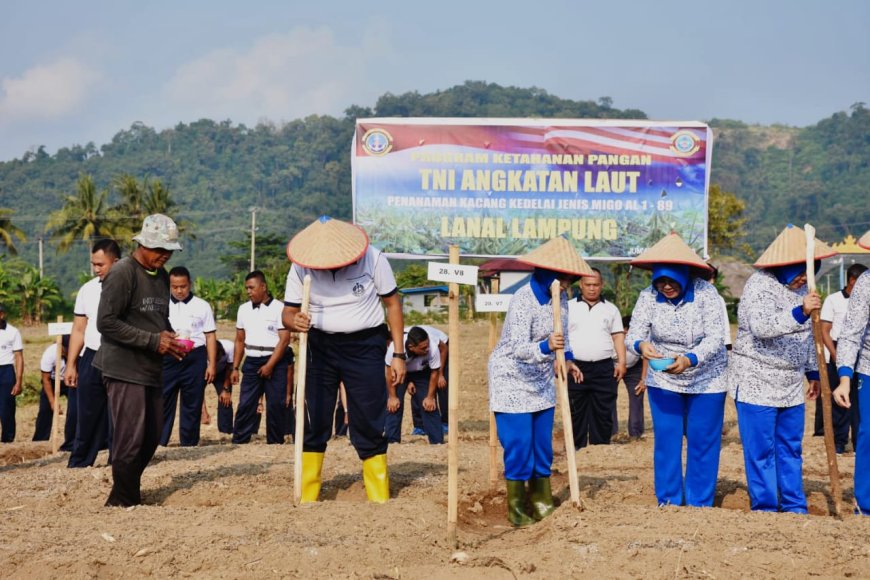 Lanal Lampung Tanam Kedelai: Bentuk Kontribusi TNI AL untuk Ketahanan Pangan