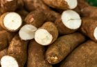 Titik Terang Harga Singkong: Pemerintah Tetapkan Harga Beli Petani Rp1.350 per Kilogram!