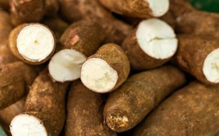 Titik Terang Harga Singkong: Pemerintah Tetapkan Harga Beli Petani Rp1.350 per Kilogram!