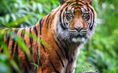 Video Warga Diterkam Harimau yang Meresahkan, Polsek Semaka Nyatakan Hoaks!