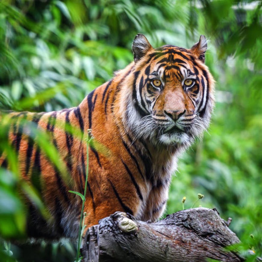 Video Warga Diterkam Harimau yang Meresahkan, Polsek Semaka Nyatakan Hoaks!