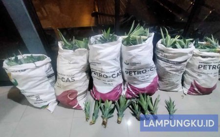 Dua Warga Sukadana Diciduk Polisi, Terlibat Pencurian Bibit Nanas di Perusahaan Perkebunan