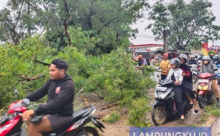 Pohon Tumbang Timpa Pengendara, Lalu Lintas Lumpuh
