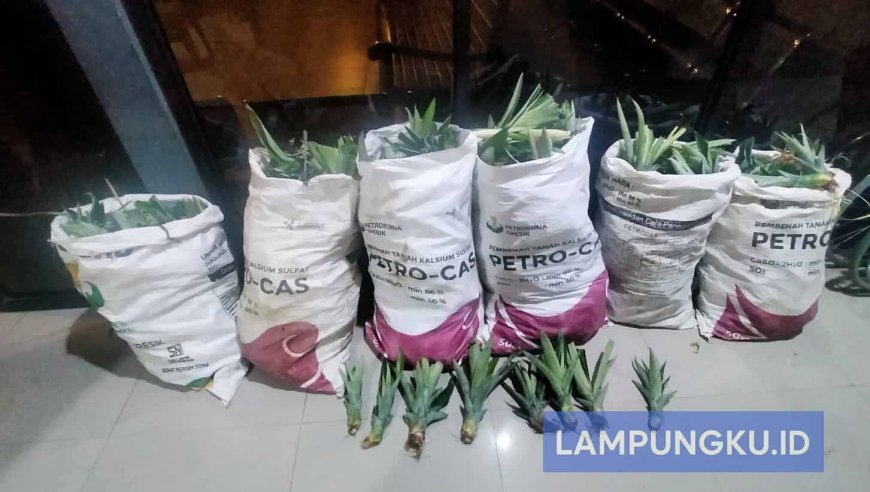 Dua Warga Sukadana Diciduk Polisi, Terlibat Pencurian Bibit Nanas di Perusahaan Perkebunan