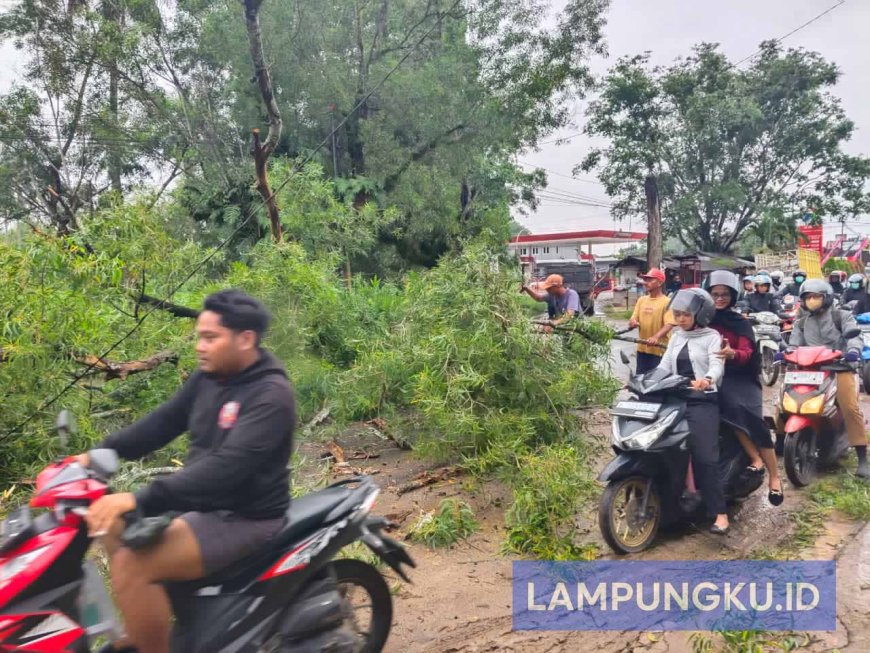 Pohon Tumbang Timpa Pengendara, Lalu Lintas Lumpuh