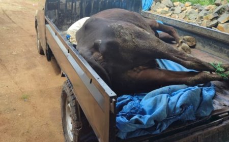 Peternak di Lampung Timur Terpaksa Jual Sapi dengan Harga Murah