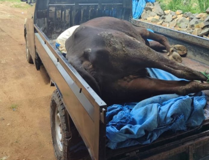 Peternak di Lampung Timur Terpaksa Jual Sapi dengan Harga Murah