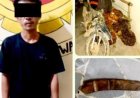 Curi 14 Tandan Sawit di GMP, Pria 45 Tahun Dibekuk Polisi Dini Hari