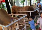 Sapi Kurban Jumbo Presiden–Wapres Jadi Magnet Jemaah di Istiqlal