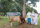 Polres Lampung Timur Sembelih 7 Sapi dan 4 Kambing Kurban, Daging Dibagikan untuk Warga Kurang Mampu