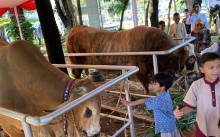 Sapi Kurban Jumbo Presiden–Wapres Jadi Magnet Jemaah di Istiqlal