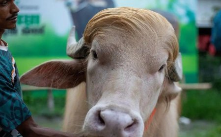 Kerbau Albino “Donald Trump” Gegerkan Bangladesh Jelang Iduladha