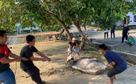 Kejari Lampung Timur Sembelih Hewan Kurban, Perkuat Kepedulian Sosial