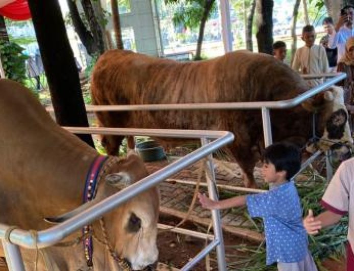 Sapi Kurban Jumbo Presiden–Wapres Jadi Magnet Jemaah di Istiqlal