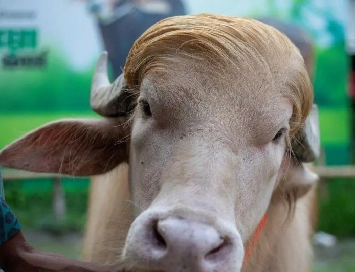 Kerbau Albino “Donald Trump” Gegerkan Bangladesh Jelang Iduladha