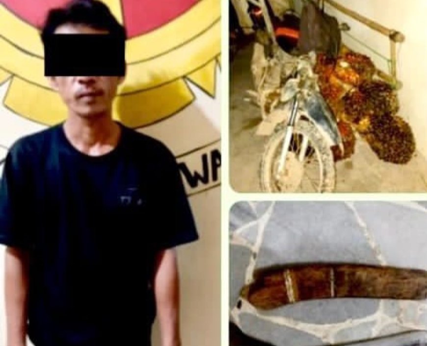Curi 14 Tandan Sawit di GMP, Pria 45 Tahun Dibekuk Polisi Dini Hari