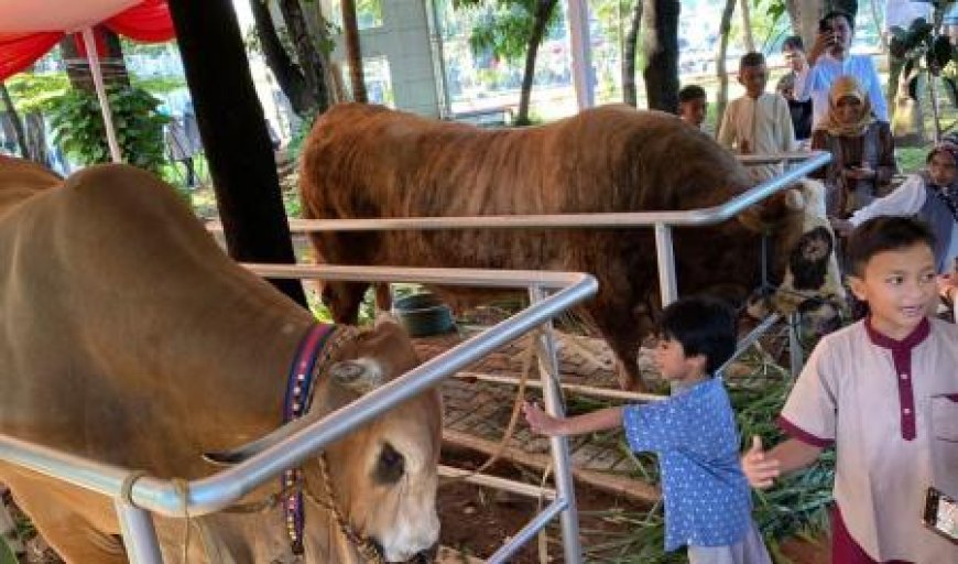 Sapi Kurban Jumbo Presiden–Wapres Jadi Magnet Jemaah di Istiqlal