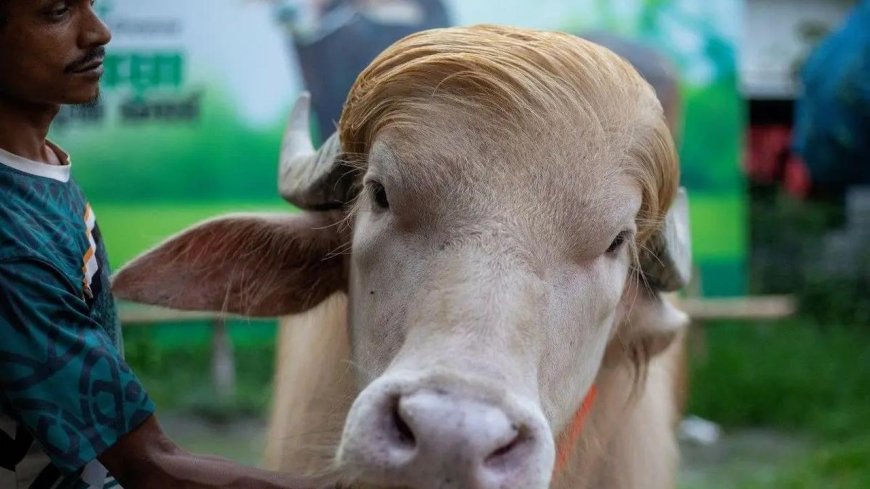 Kerbau Albino “Donald Trump” Gegerkan Bangladesh Jelang Iduladha