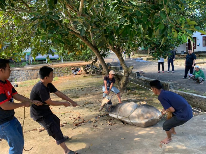 Kejari Lampung Timur Sembelih Hewan Kurban, Perkuat Kepedulian Sosial